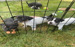Jack Russell dogs for sale: Gorgeous Jack Russell Puppies - Image 6