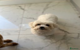 Maltese dogs for sale: 8 month old Female pedigree Maltese  - Image 3