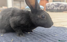 Rex rabbits for sale: Mini rex rabbit for sale - Image 25