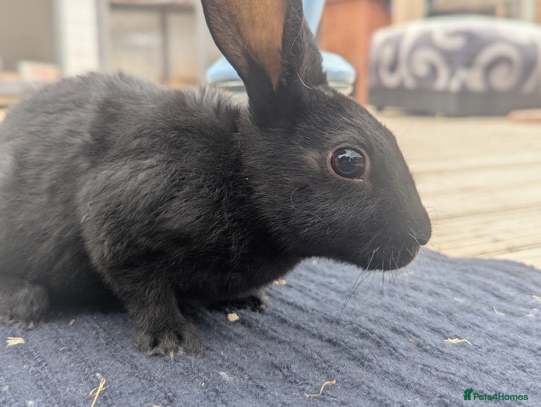 Rex rabbits for sale: Mini rex rabbit for sale - Image 25