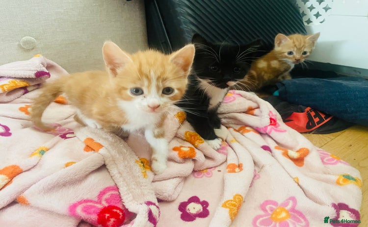 Mixed Breed cats - Advert 2