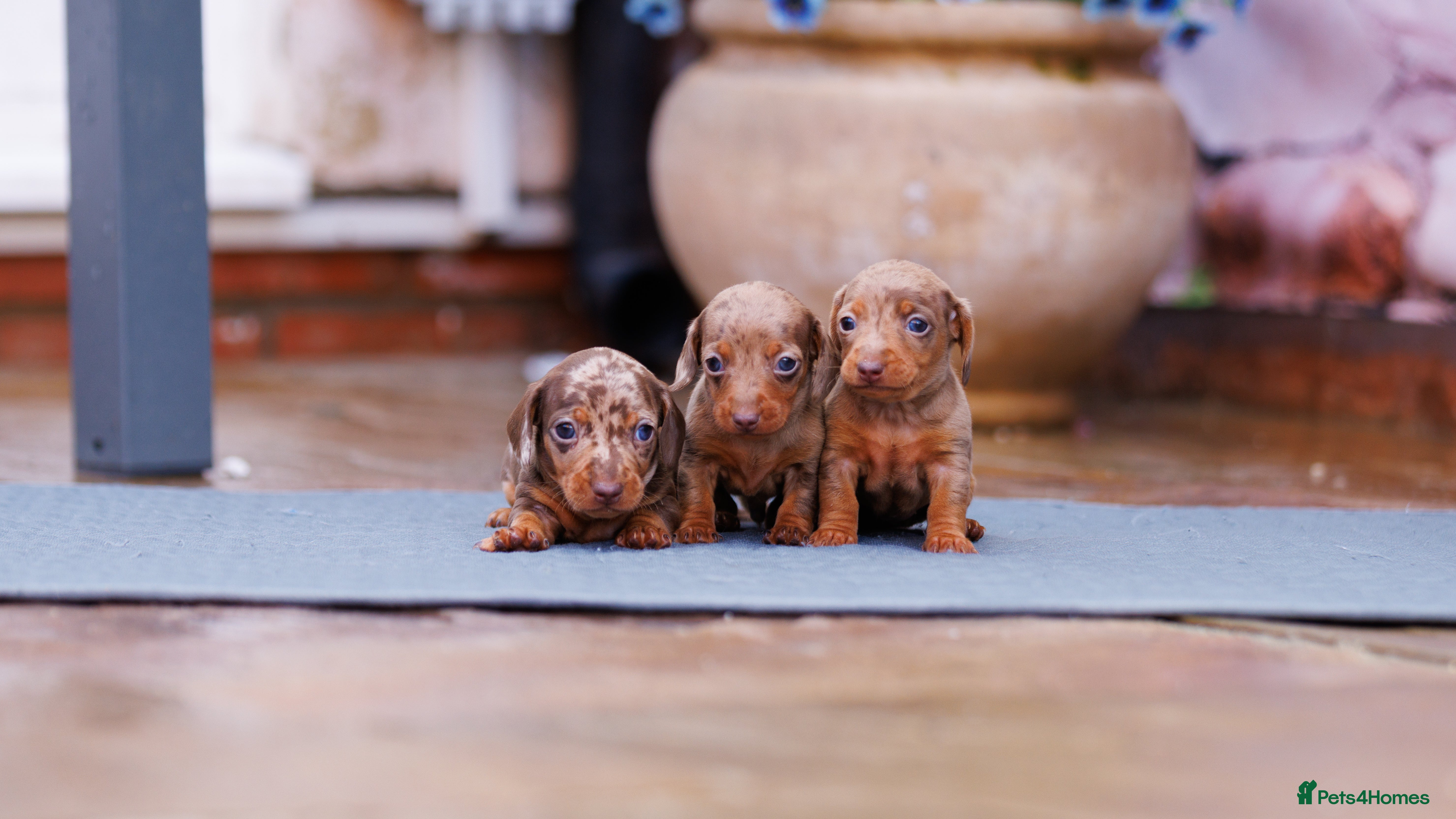 Miniature Dachshund dogs Top Tier Miniature Dachshunds for sale! - Advert 4