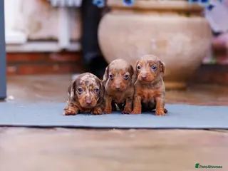 Miniature Dachshund dogs Top Tier Miniature Dachshunds for sale! - Advert 4