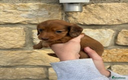Miniature Dachshund dogs for sale: Gorgeous Long &short haired mini dachshund puppies - Image 7