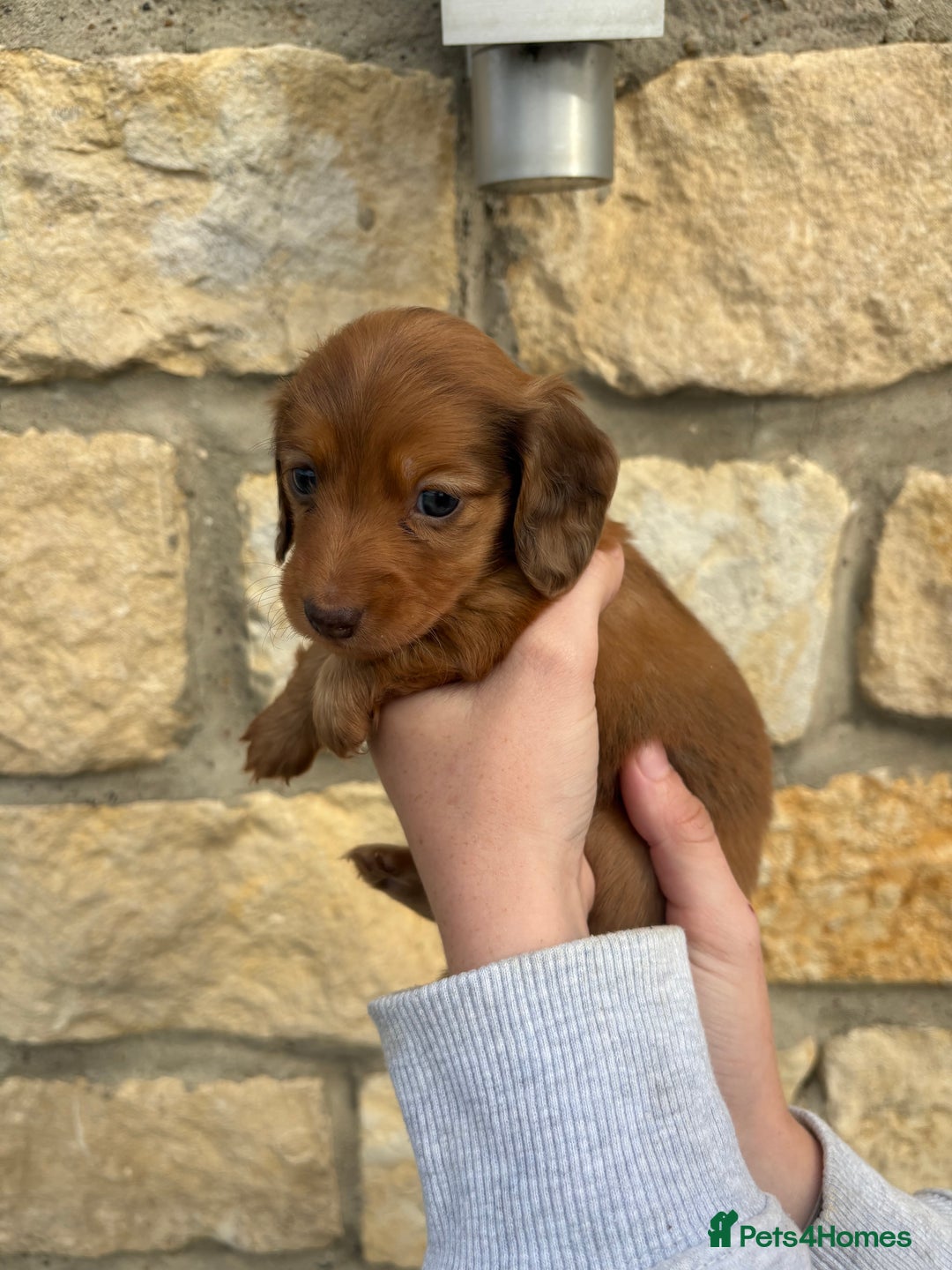 Miniature Dachshund dogs for sale: Gorgeous Long &short haired mini dachshund puppies - Image 7