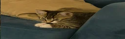 Domestic Shorthair cats for sale: Sweet, cuddly kitten looking for a loving home - Advert 2