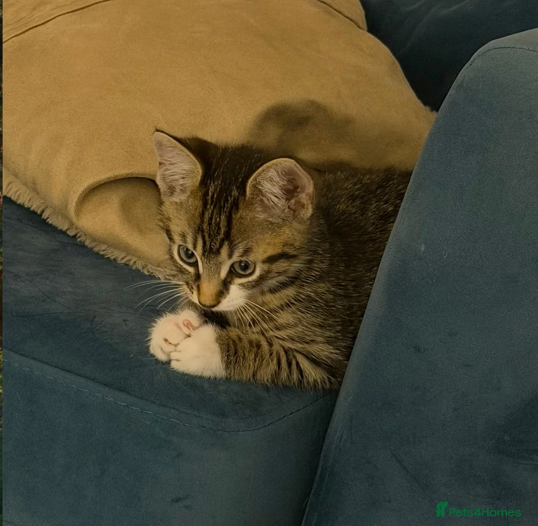 Domestic Shorthair cats for sale: Sweet, cuddly kitten looking for a loving home - Advert 2