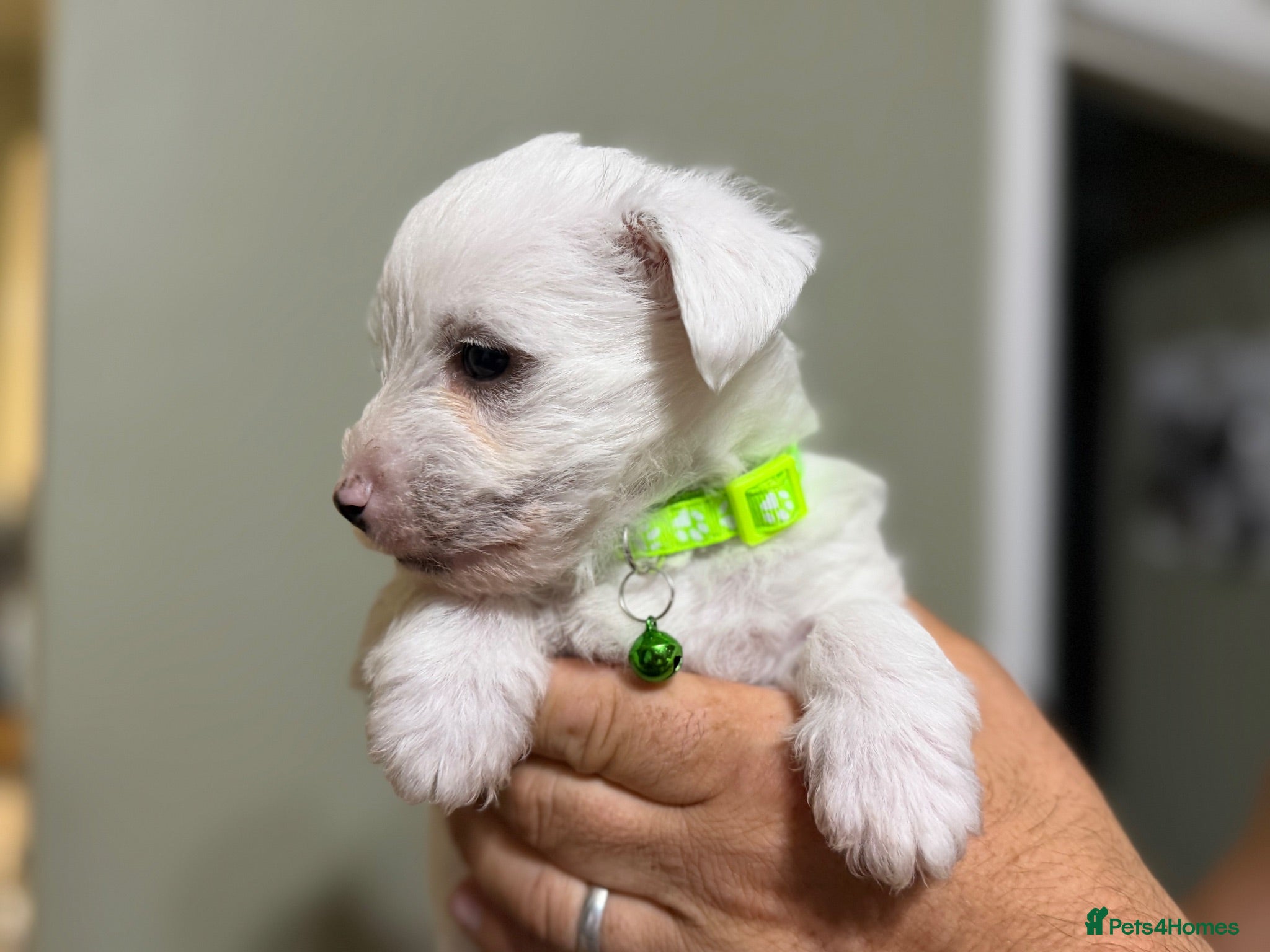 West Highland Terrier dogs West highland Terrier puppies for sale - Advert 1