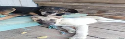 Mixed Breed dogs for adoption: Masha nine years old Macedonian Rescue - Advert 4