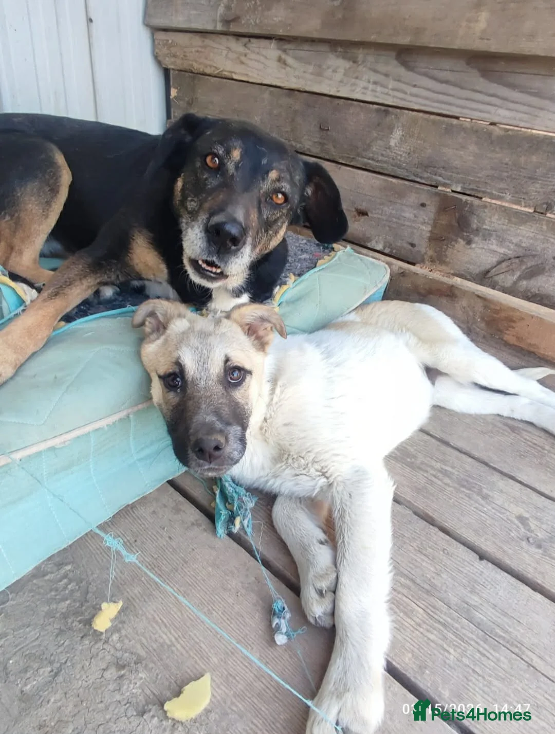 Mixed Breed dogs for adoption: Masha nine years old Macedonian Rescue - Advert 7