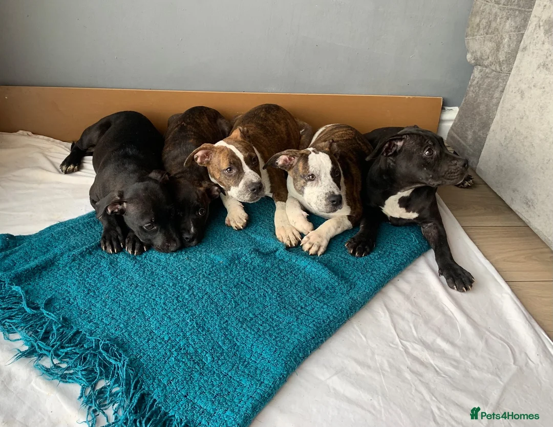 Shorty Bull dogs for sale: JAW-DROPPING POCKET BULLIES – IMPRESSIVE GENETICS  - Advert 18