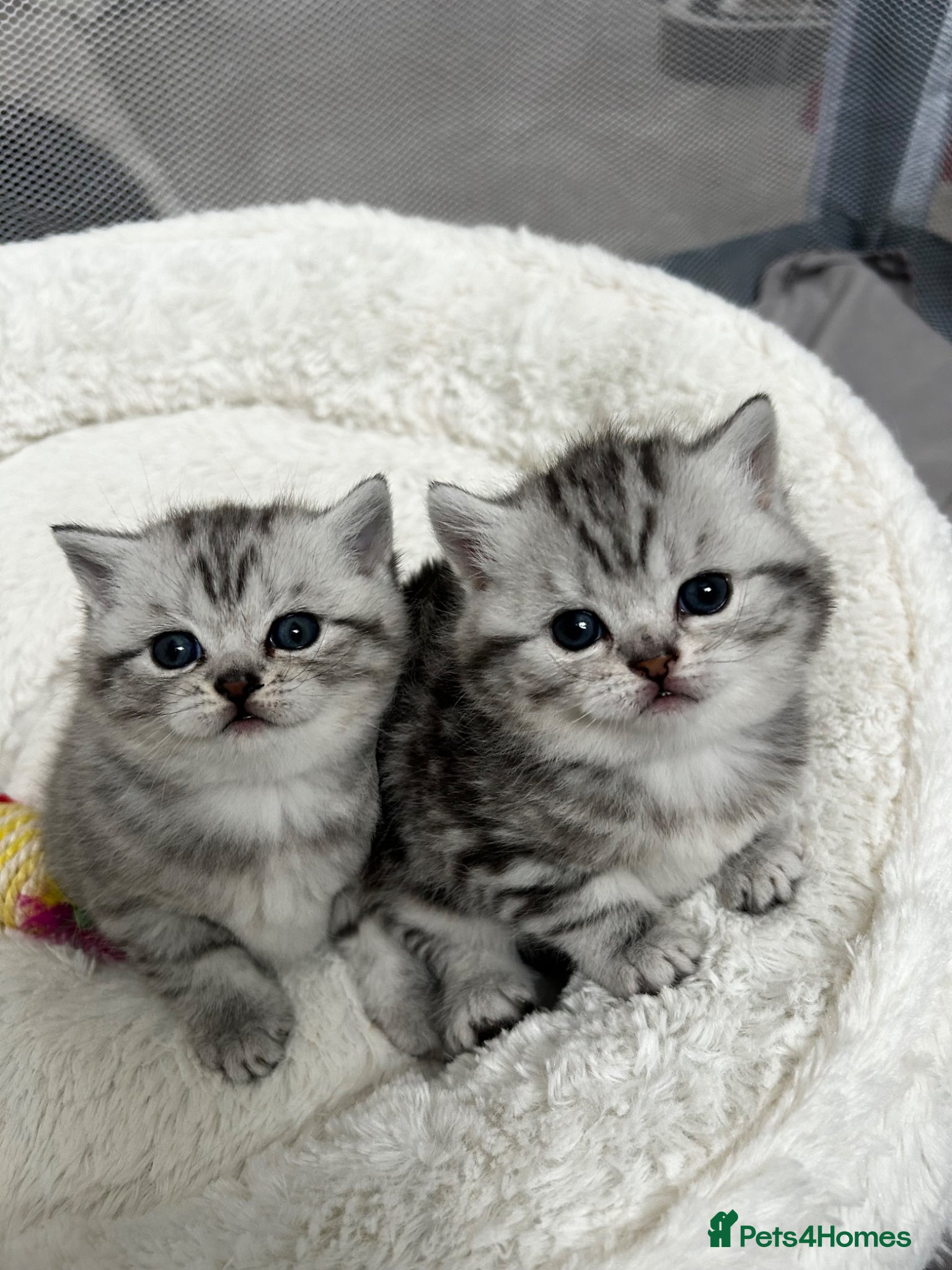 British Shorthair cats Tabby British shorthair kittens  - Advert 2