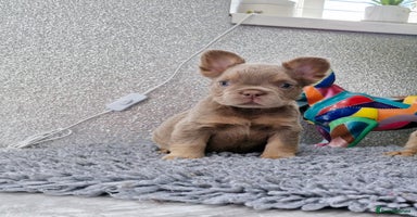 French Bulldog dogs - Advert 2