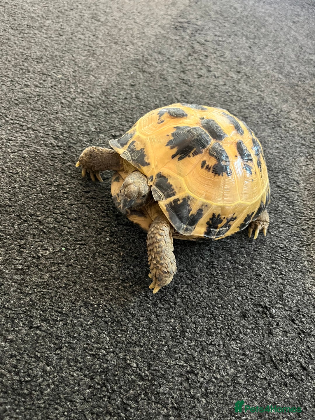 Tortoise reptiles for sale: Horsfield Tortoise  - Image 1