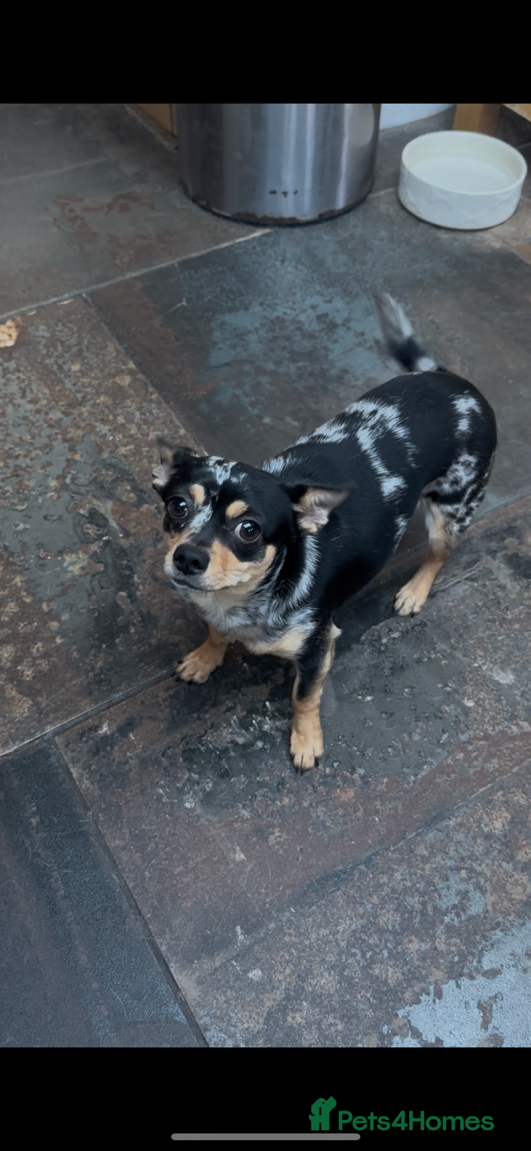 Chihuahua dogs for sale: Merle Stunning Little Girl - Advert 6