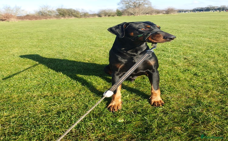 Dobermann dogs - Advert 1