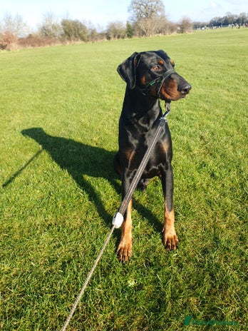 Dobermann dogs - Advert 3