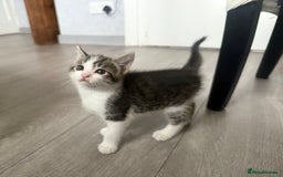 Mixed Breed cats for sale: Three beautiful kittens  - Image 14