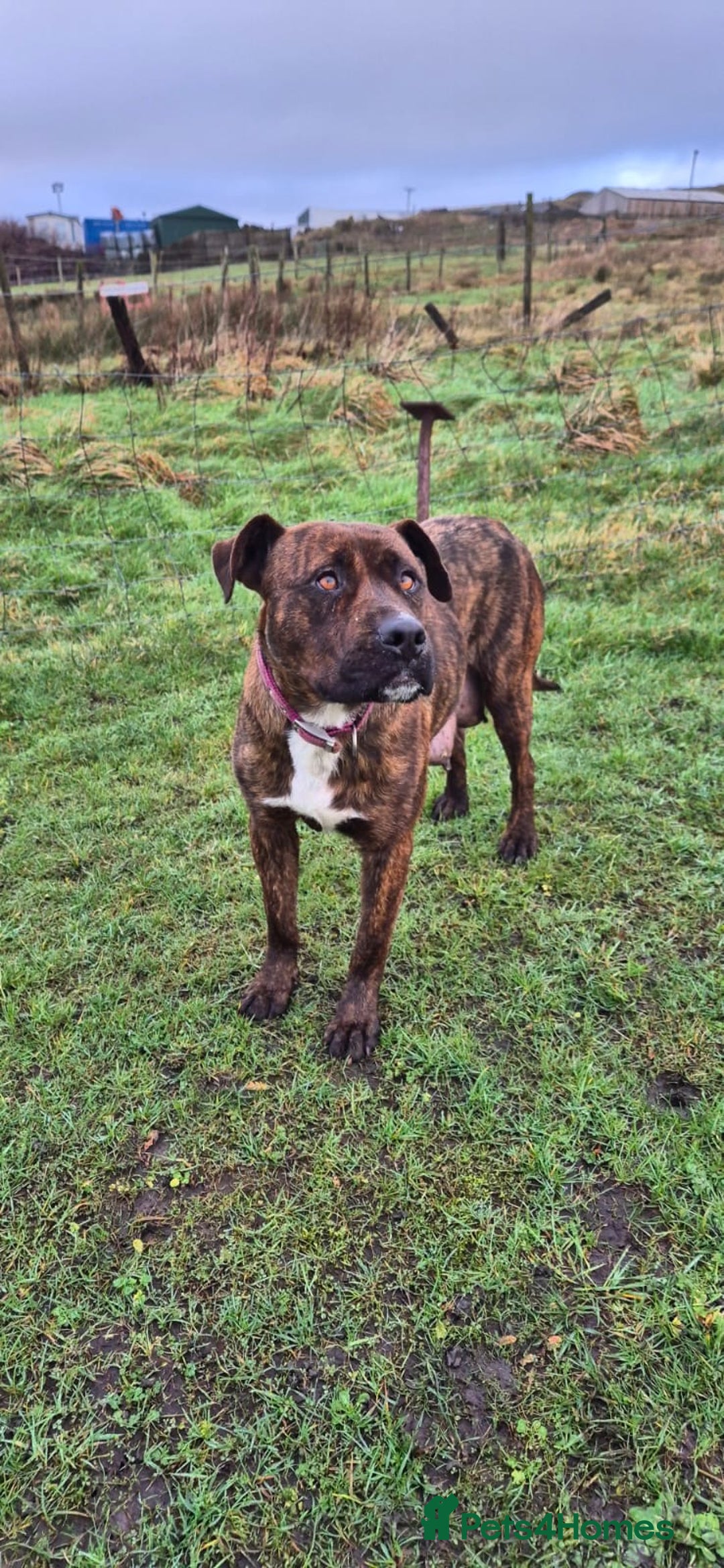 Mixed Breed dogs for sale: Mixed breed pups ready to leave - Advert 11