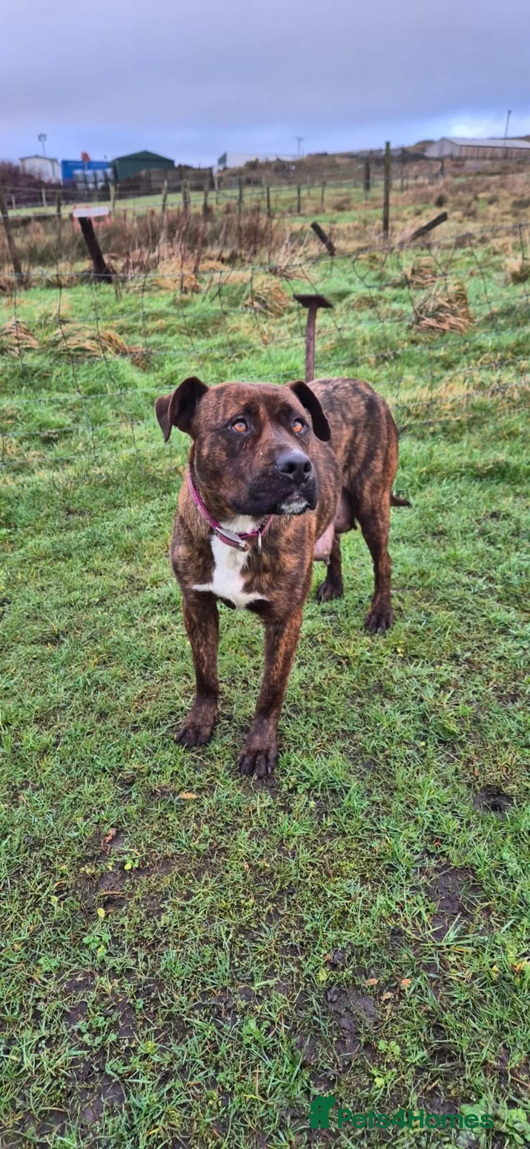 Mixed Breed dogs for sale: Mixed breed pups ready to leave - Advert 11