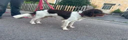 English Springer Spaniel dogs for sale: Lupo. 8 month old springer looking for a new home in Beaminster - Advert 3