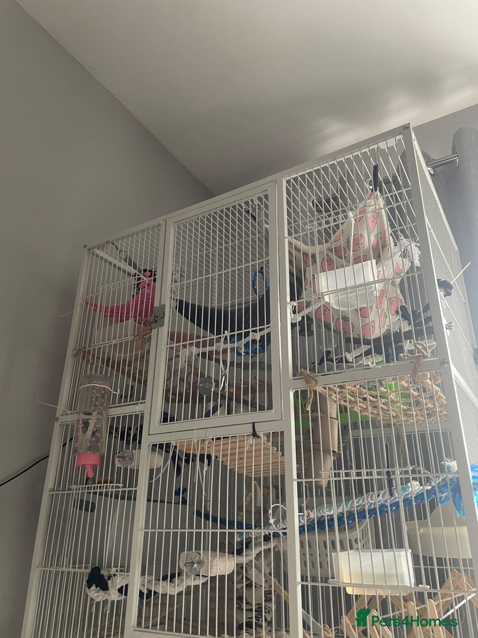 Rat rodents for sale: Four lovely rats looking for a forever home  - Advert 10