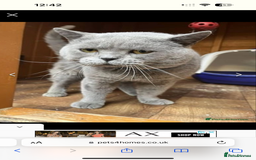 British Shorthair cats for sale: British Shorthair Male — experience needed! - Advert 2