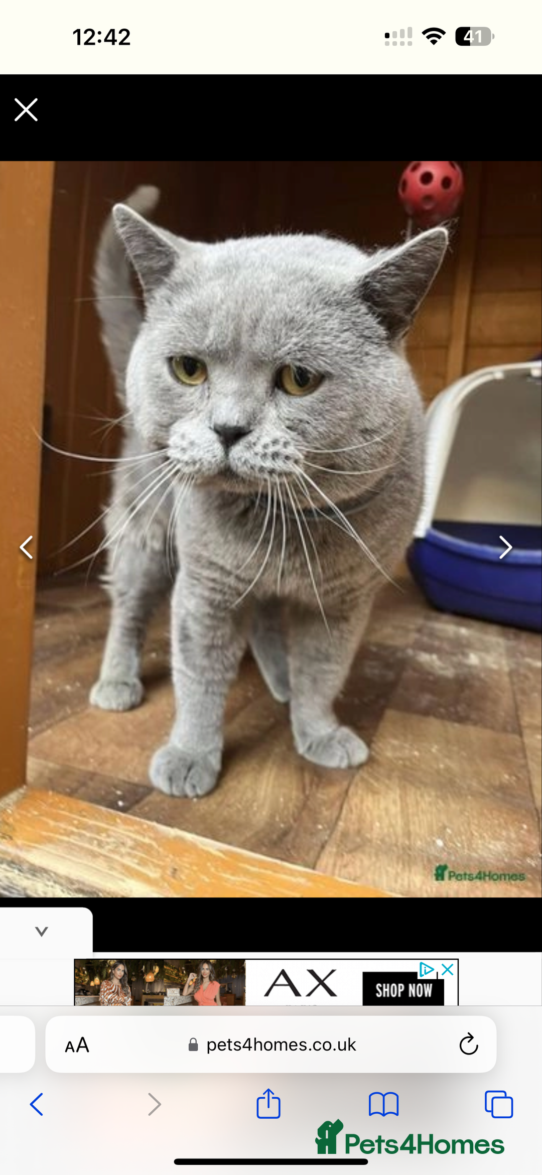 British Shorthair cats for sale: British Shorthair Male — experience needed! - Advert 2