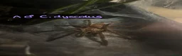 Tarantulas invertebrates for sale: Various tarantulas looking for new homes - Advert 14