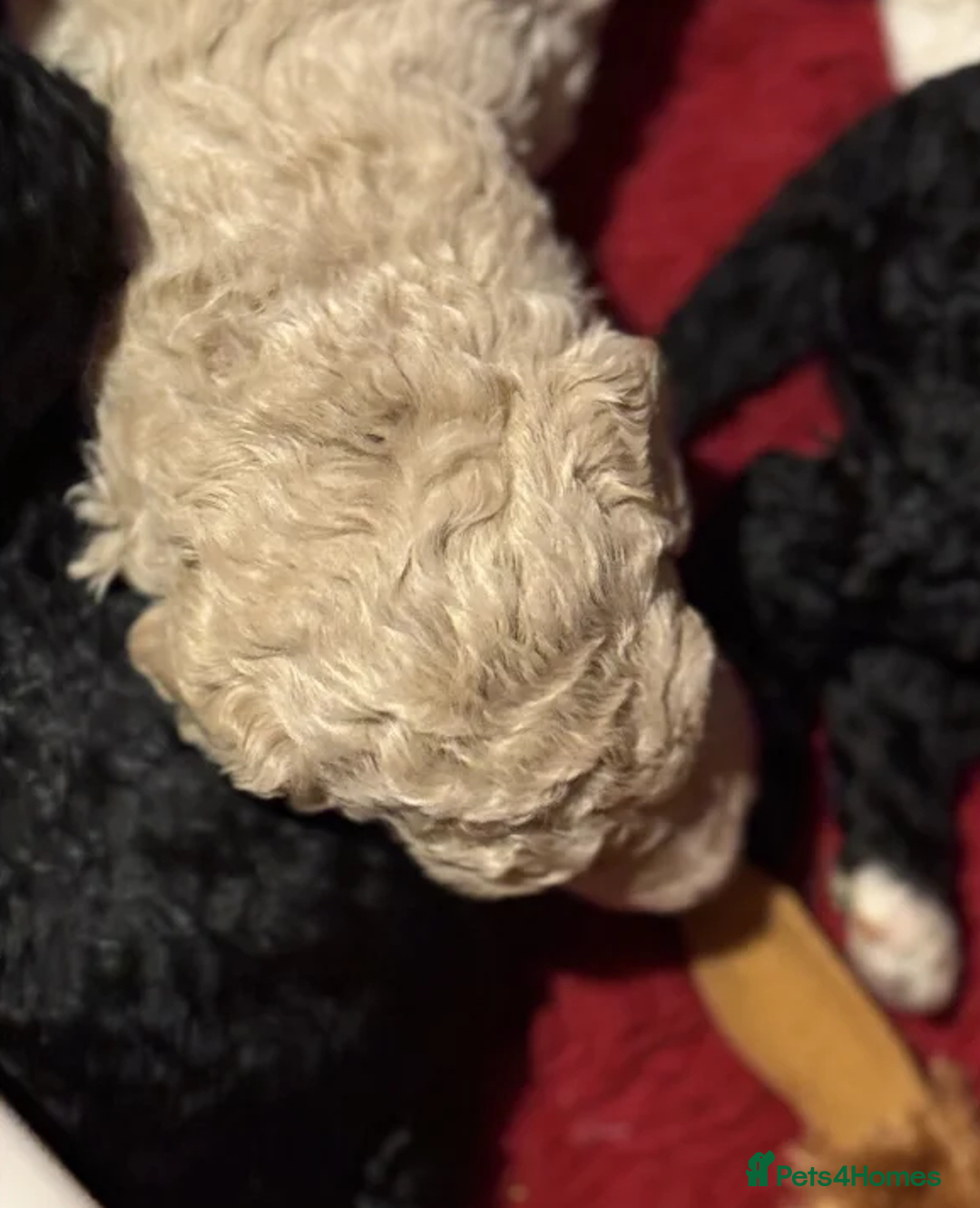 Australian Labradoodle dogs for sale: Fluffy Australian Labradoodle Pups-Ready for You - Advert 13