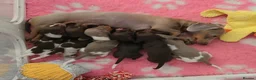 Miniature Dachshund dogs for sale: 🐶 Tiny minature dachshund puppies 🐶  - Advert 1