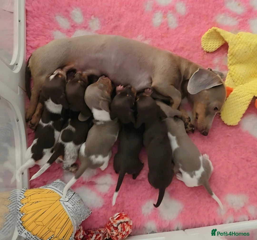 Miniature Dachshund dogs for sale: 🐶 Tiny minature dachshund puppies 🐶  - Advert 1