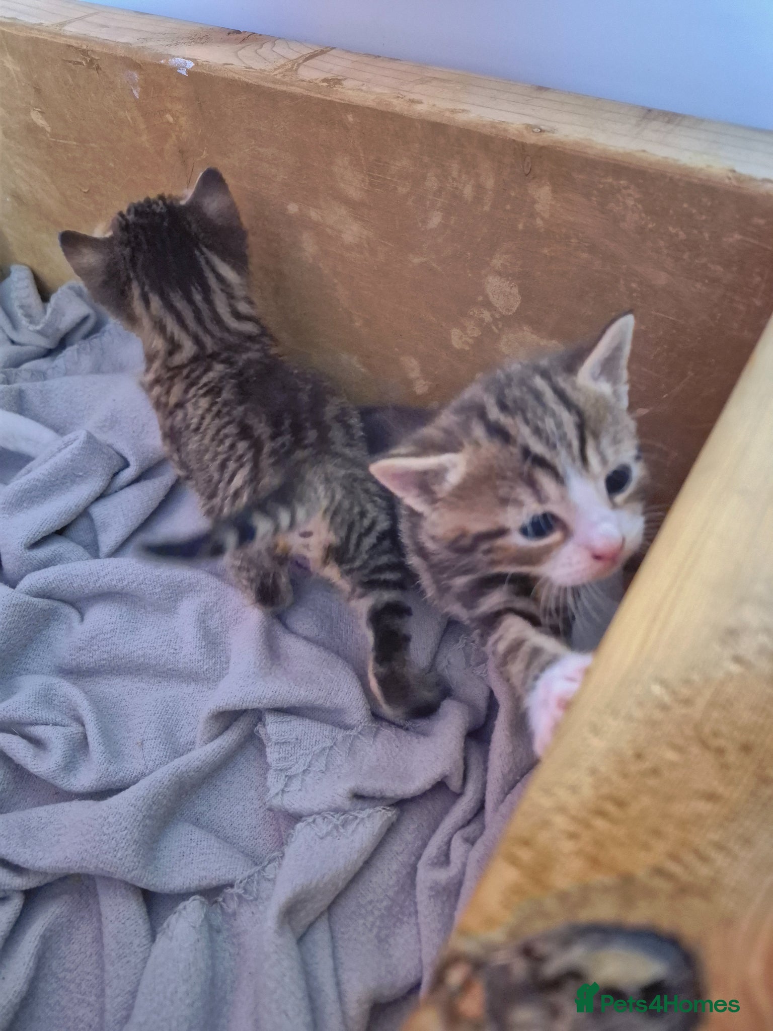 Domestic Shorthair cats for sale: 4 gorgeous kittens.  - Advert 8