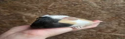 Guinea Pig rodents for sale: Baby Guinea Pigs in Rhyl - Advert 7