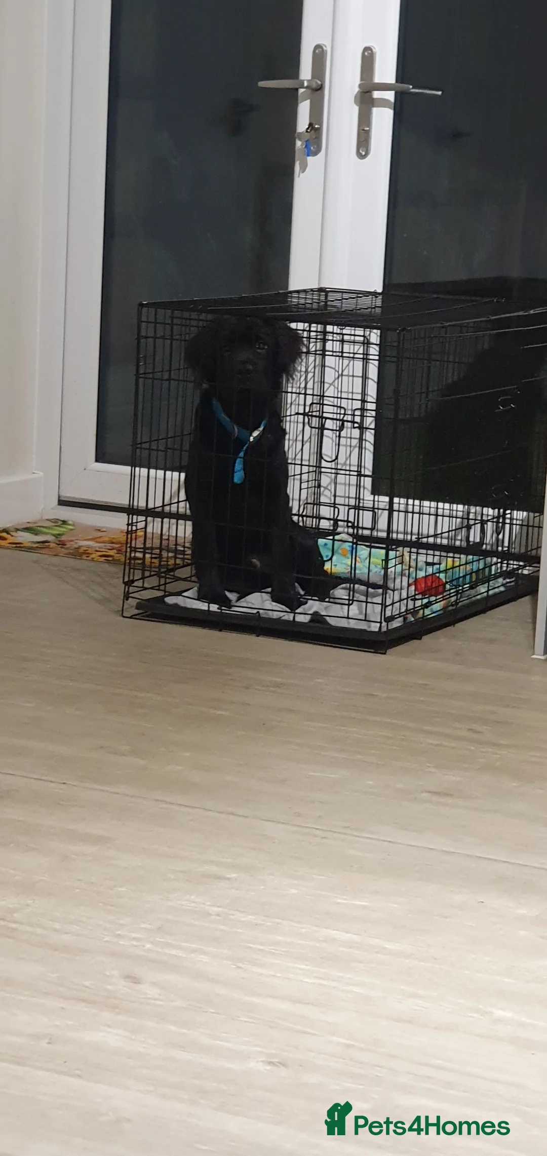 Mixed Breed dogs for sale: Herny 6 months  in Accrington - Advert 2