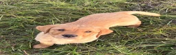 Goldador dogs for sale: Labrador retriever puppies  - Advert 3