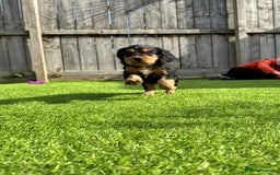 Cocker Spaniel dogs for sale: Cocker Spaniel KC Reg  - Image 3