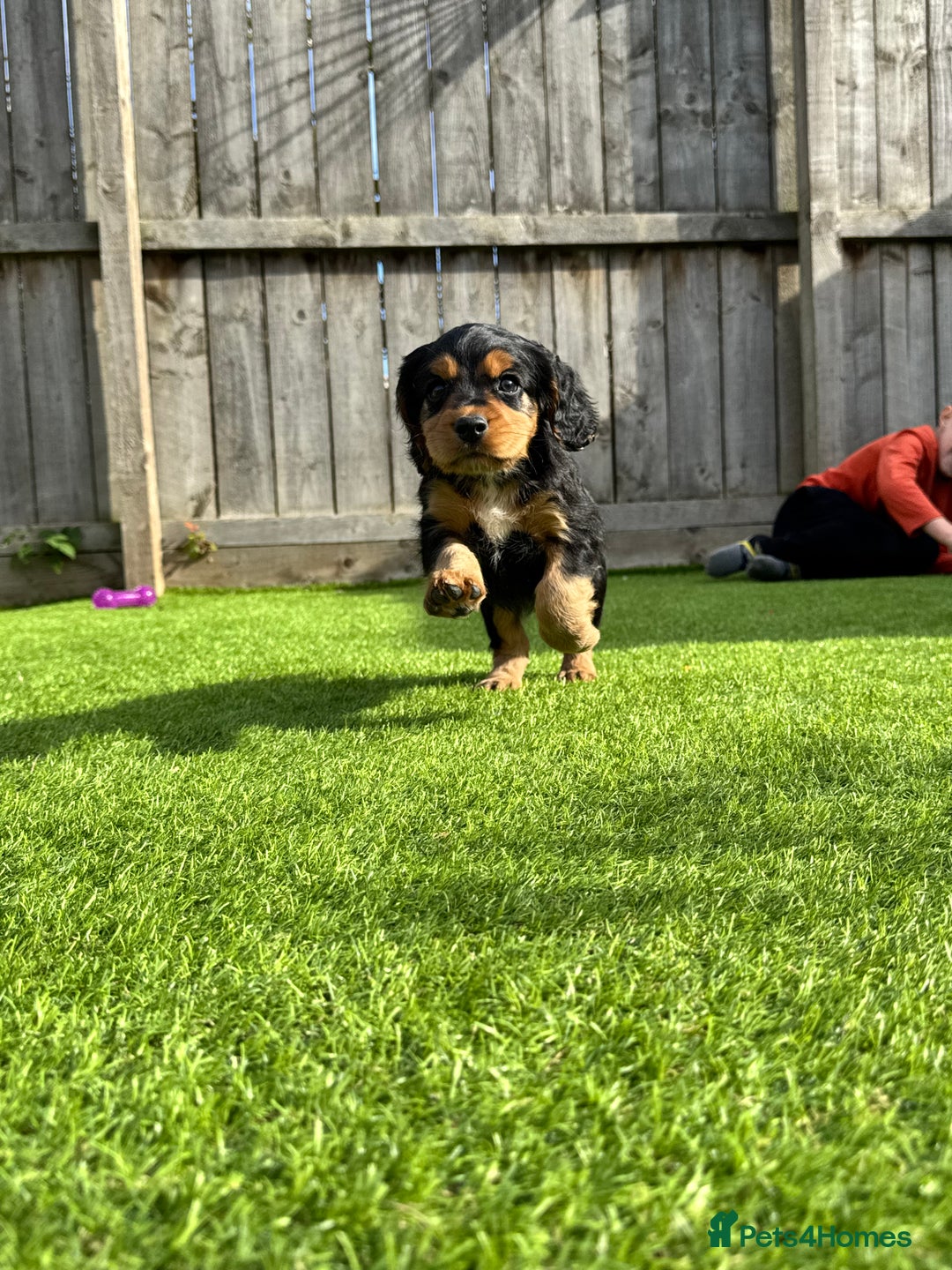 Cocker Spaniel dogs for sale: Cocker Spaniel KC Reg  - Image 3