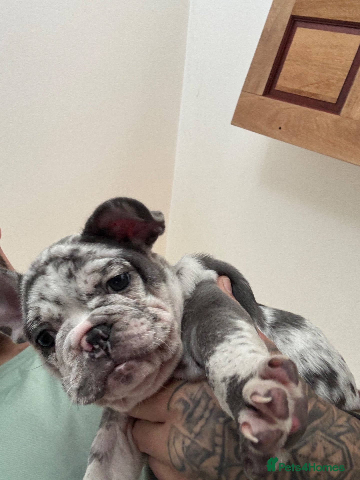 French Bulldog dogs French Bulldog KC reg puppies  - Advert 2
