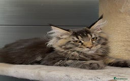 Maine Coon cats for sale: XL maine coon kittens Russia bloodlines Ready Now - Image 3