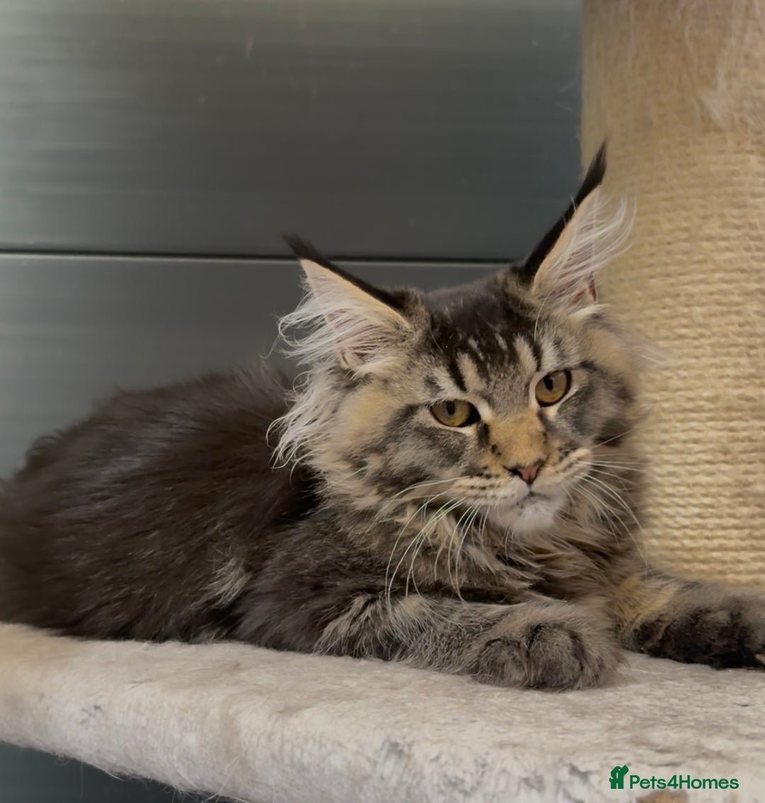 Maine Coon cats for sale: XL maine coon kittens Russia bloodlines Ready Now - Image 3