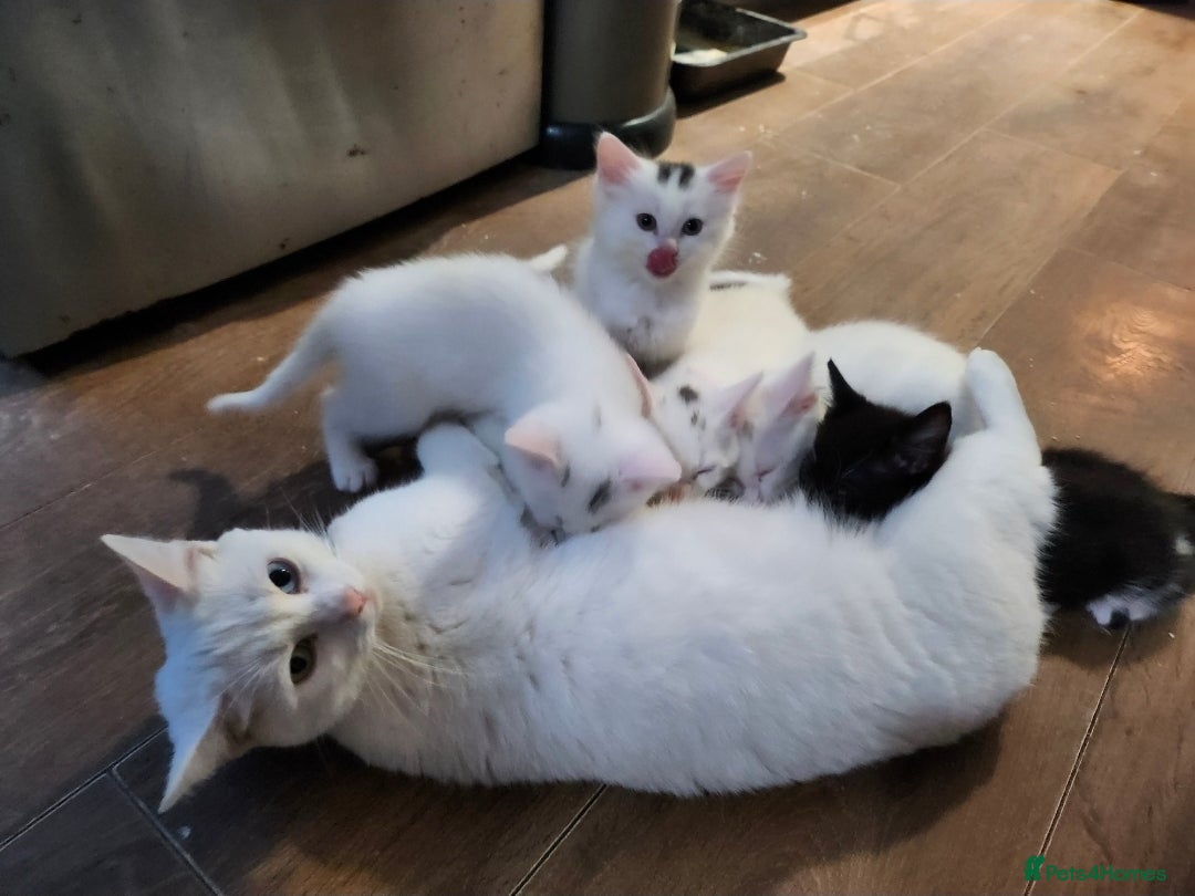 Mixed Breed cats White cats lovers calling  - Advert 3