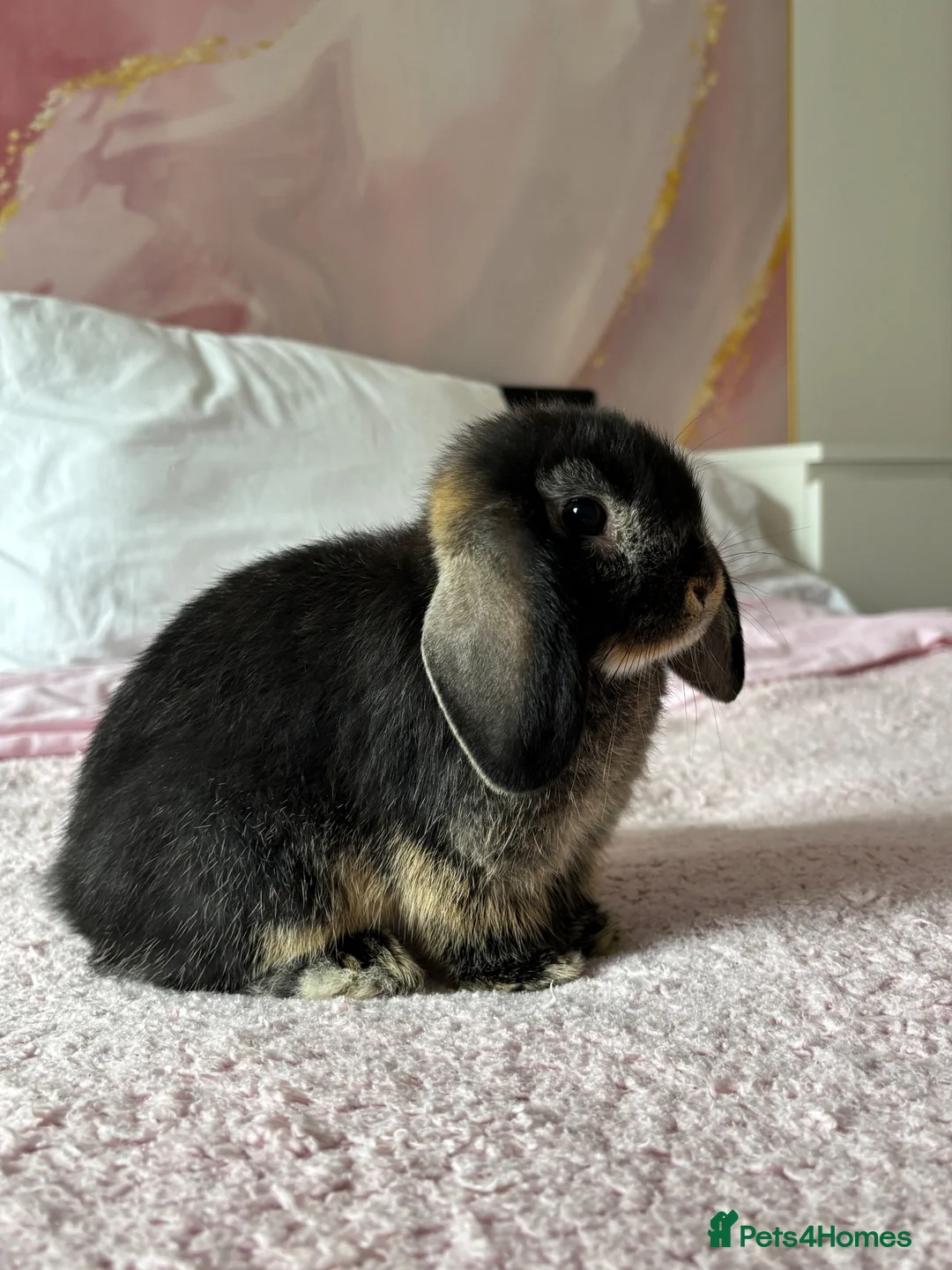 Mini Lop rabbits for sale: Female Mini Lop  - Advert 2