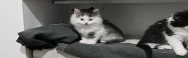 Mixed Breed Kitten 1