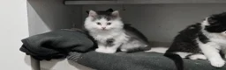 Mixed Breed cats for sale: 🐾 Adorable fluffy Kittens–Ready to leave now.🐾  - Advert 6
