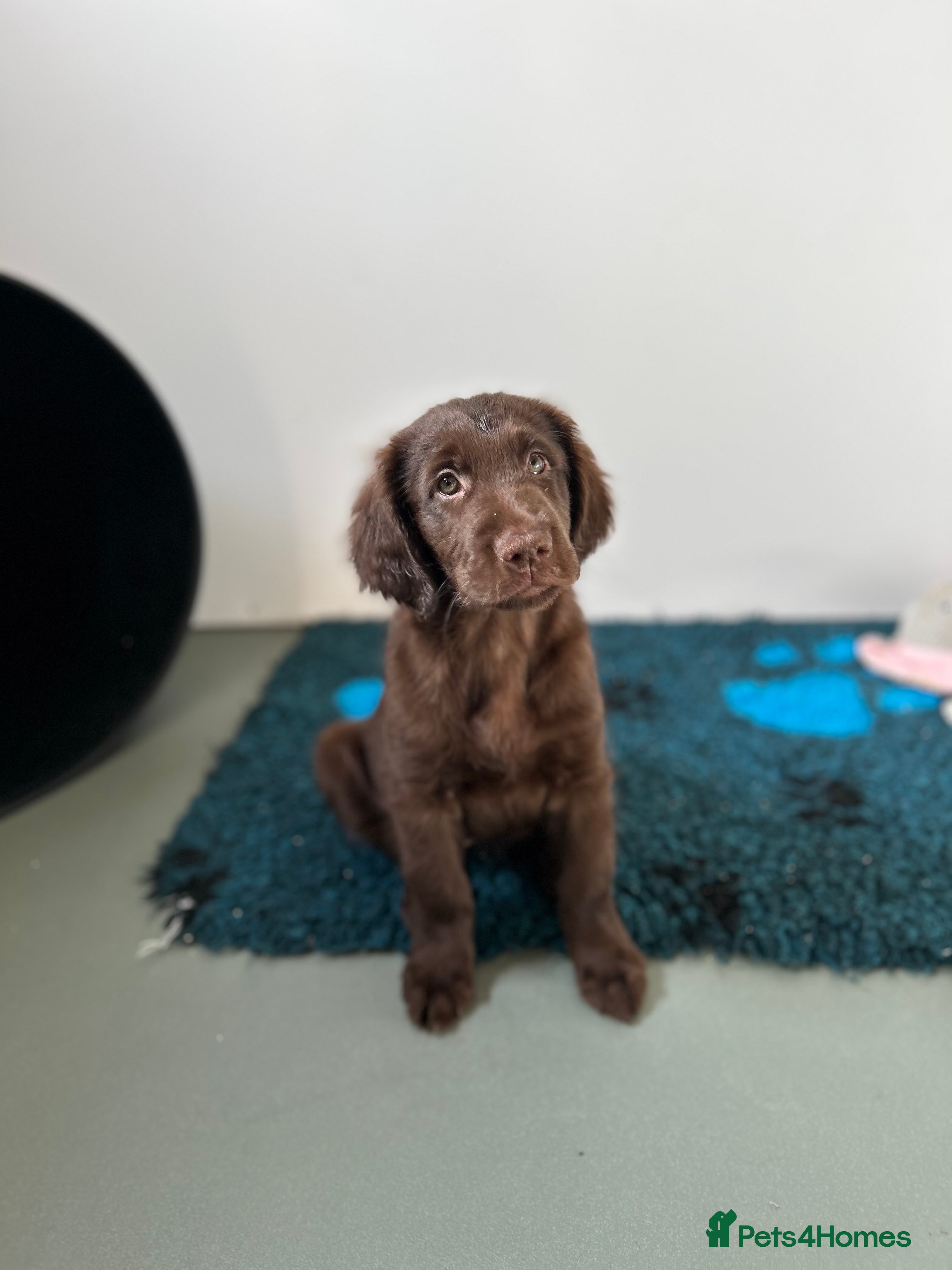 Flat coated Retriever dogs 1 Beautiful Girl liver flatcoat puppy ready to go  - Advert 1