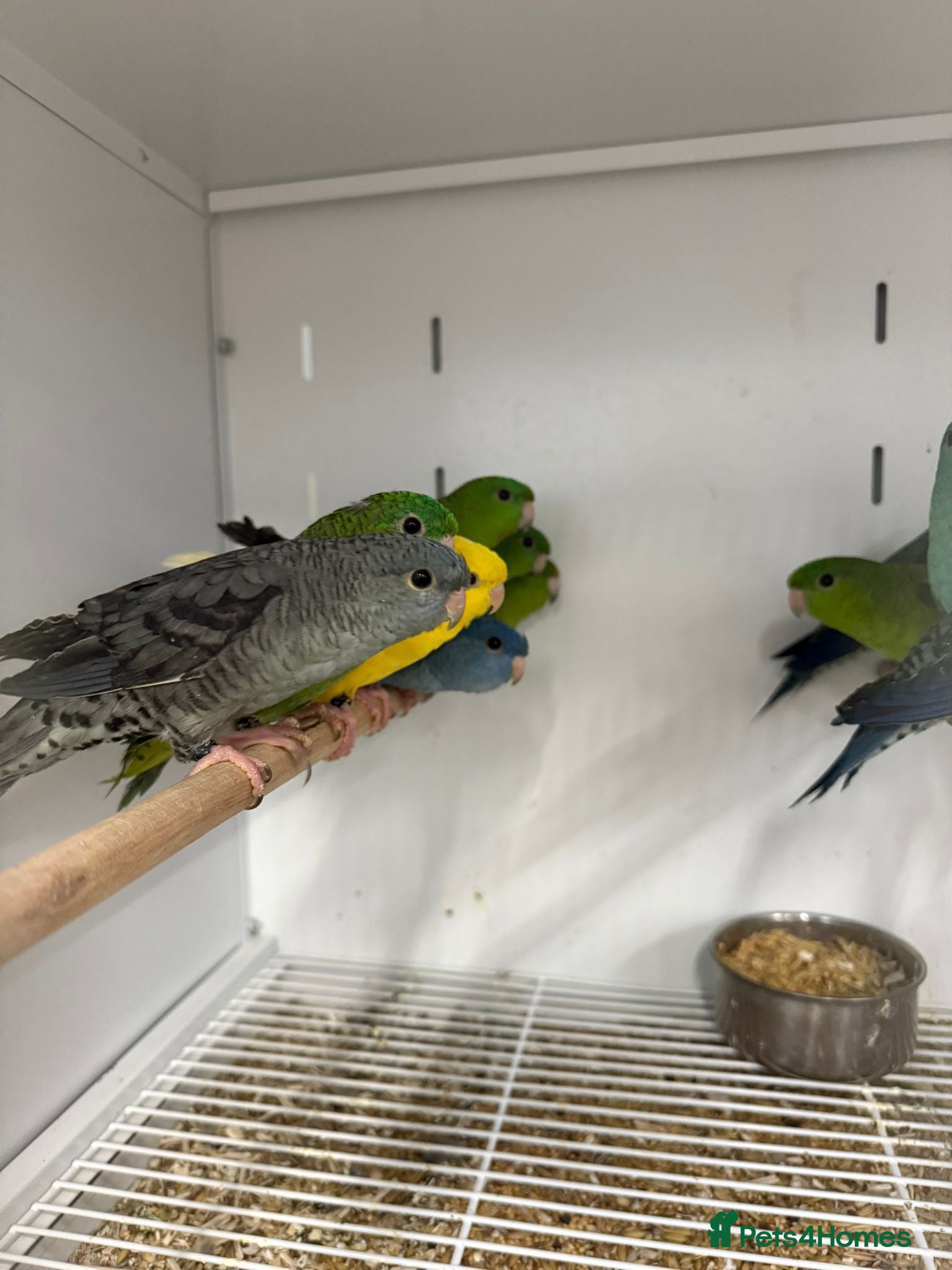 Parakeets birds Various Stunning Baby Lineolated Parakeets  - Advert 2