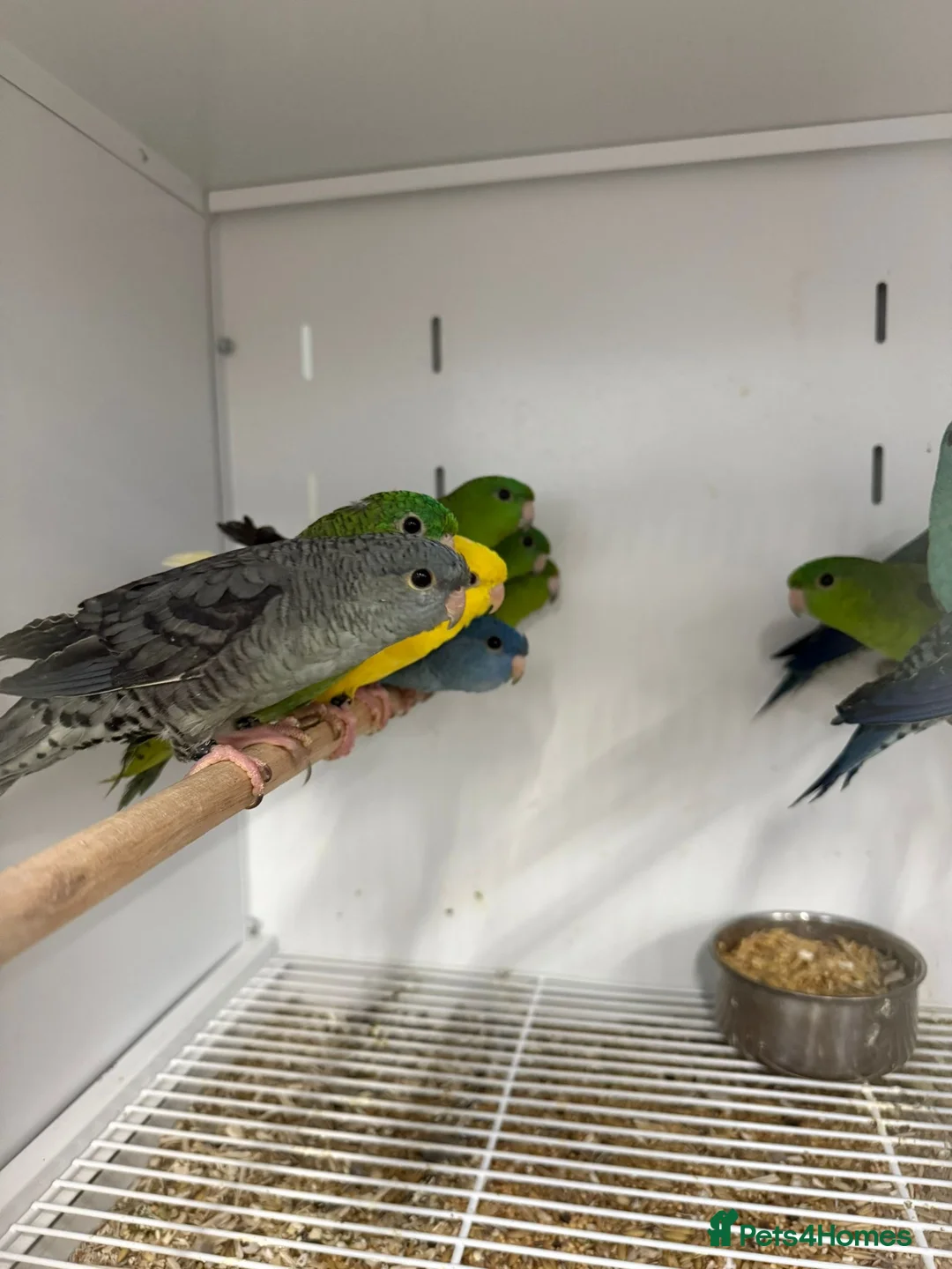 Parakeets birds for sale: Various Stunning Baby Lineolated Parakeets  - Advert 1