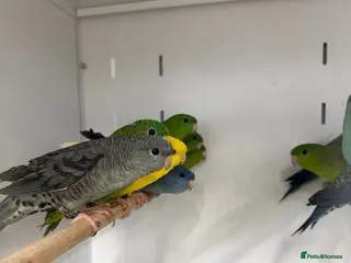 Parakeets birds Various Stunning Baby Lineolated Parakeets - Advert 2