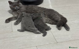 British Shorthair cats for sale: Gorgeous little bundles of joy!  - Advert 9
